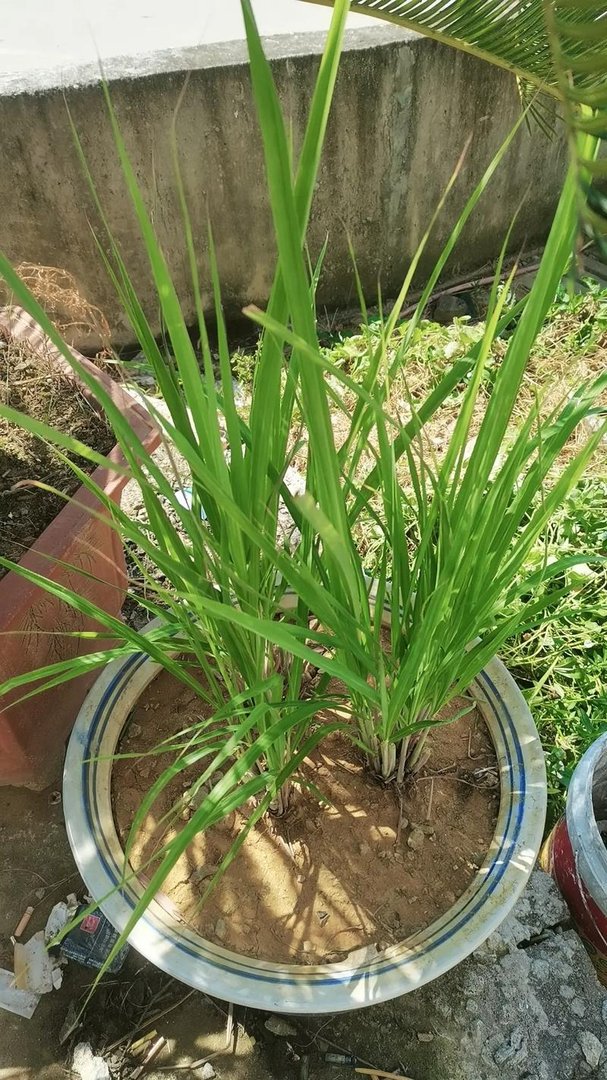 巴厘岛购物必买清单，印尼免税店必买的10件东西