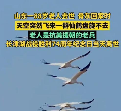 山东一88岁老人去世，骨灰回家时，天空突然飞来一群仙鹤盘旋不去
