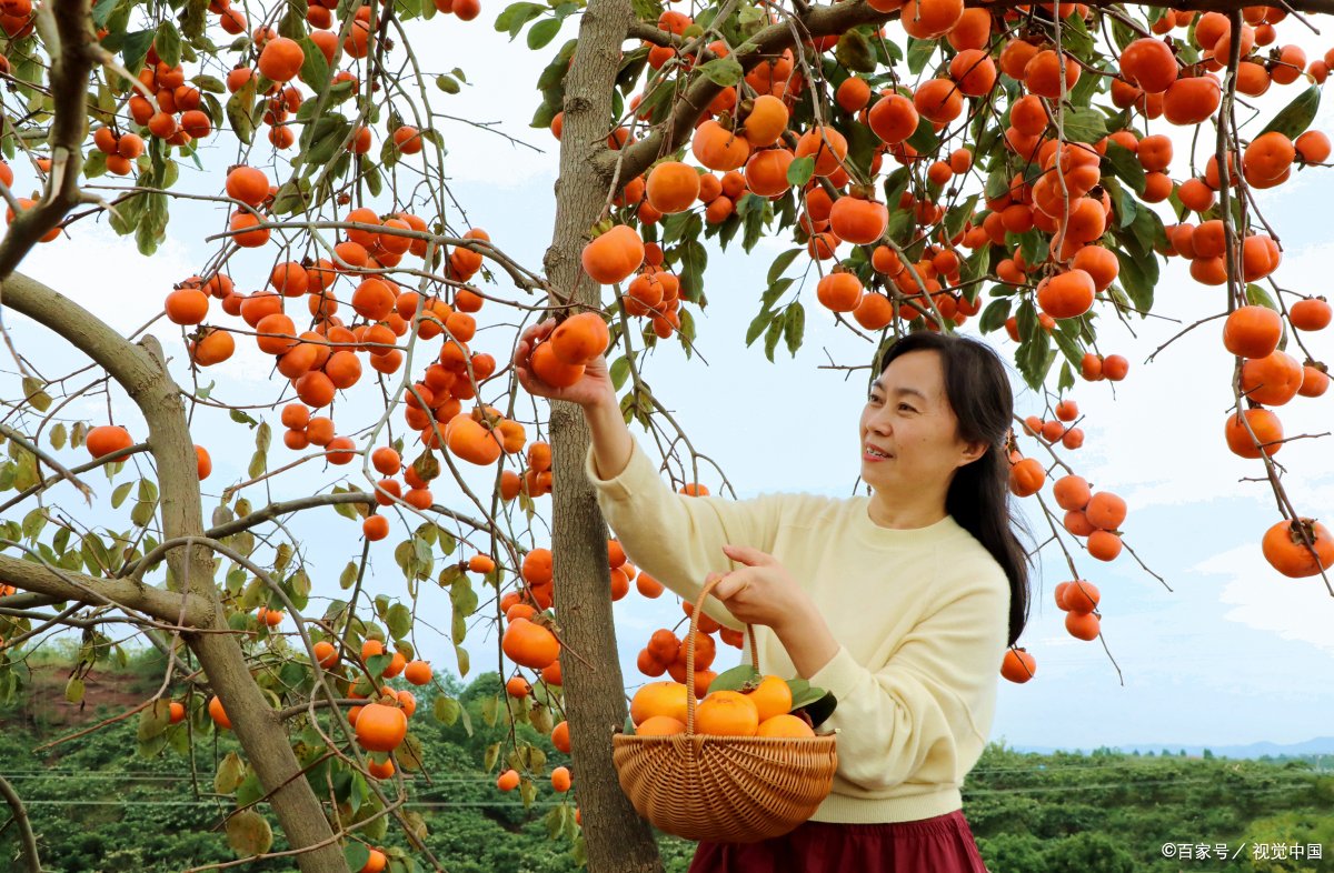 硕果累累什么意思