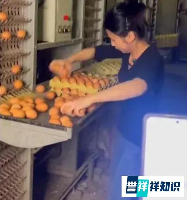 夫妻养2.8万只鸡，为省人工成本自己捡蛋，1分钟徒手捡180个蛋！