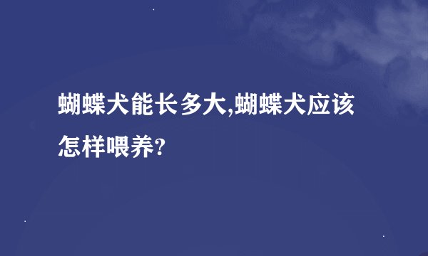 蝴蝶犬能长多大,蝴蝶犬应该怎样喂养?