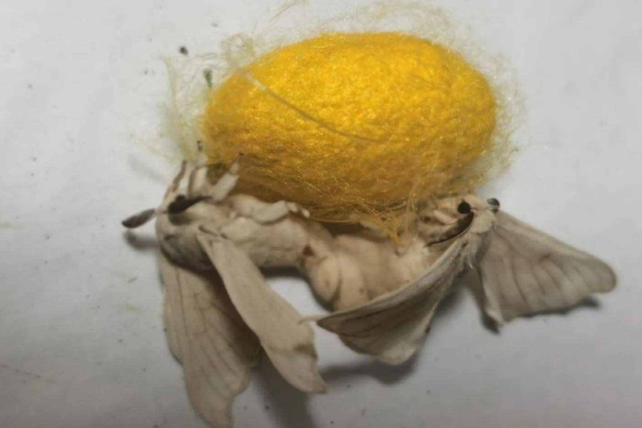 蚕结茧后多久破茧成蝶