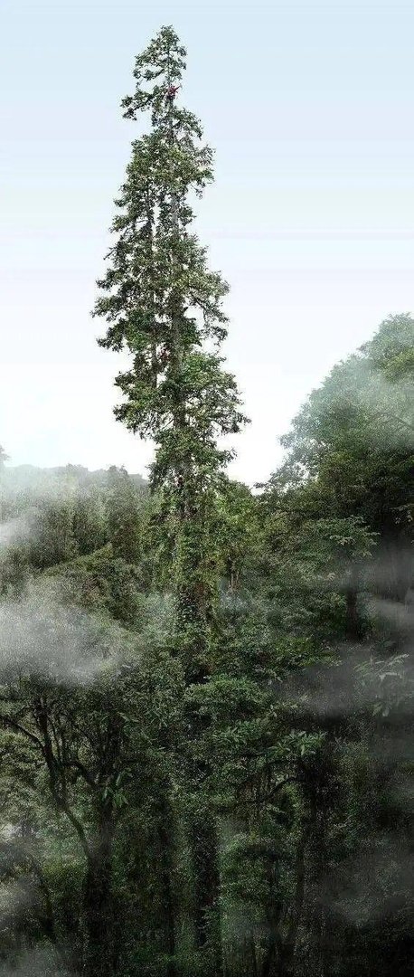 比29层楼还高!亚马孙雨林最高的树被发现,但世界最高树超它30米