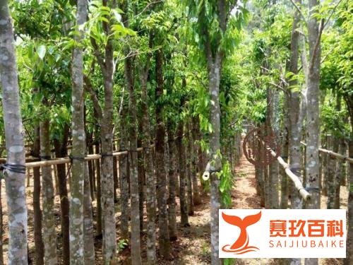 沉香树一般几年成材?大概多少钱一棵?又是如何采香?