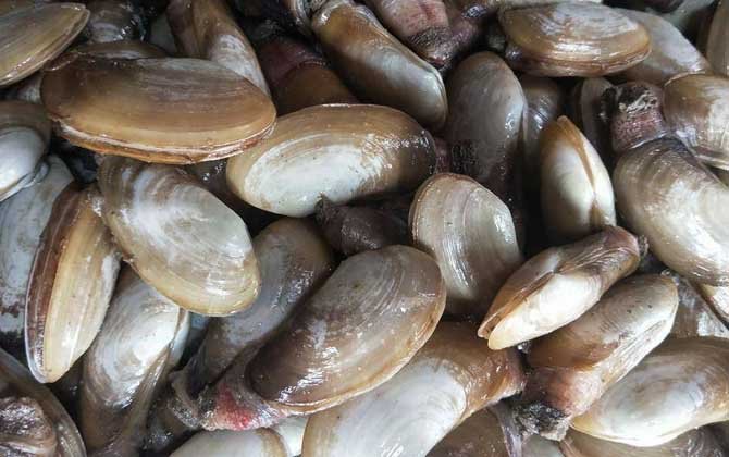 象拔蚌价格多少钱一斤