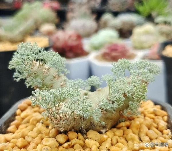 十大名贵多肉植物有哪些