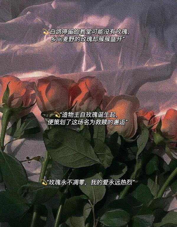 18.有关玫瑰的高级浪漫文案
