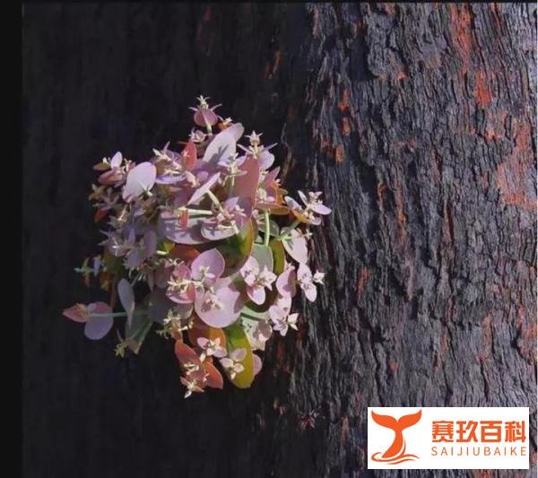 山火过后的澳洲,没有想象中的“贫瘠”,不得不佩服神奇的大自然