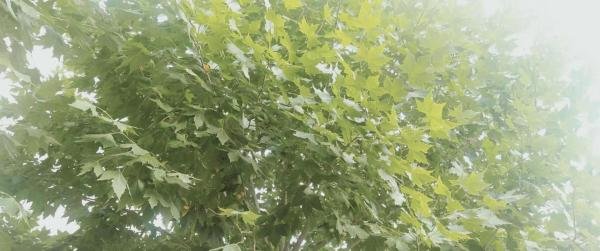 说说“捉刀代笔”的事