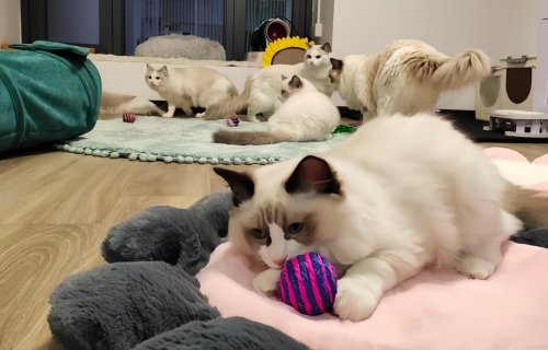 猫咪寄养宠物店怎么收费