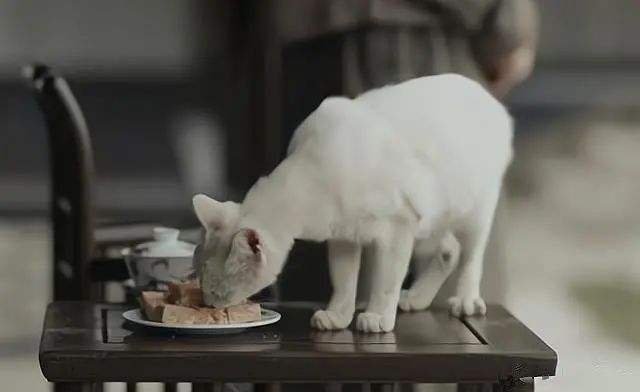 《当家主母》群演称猫被电死非毒死,事情的真相到底是什么?