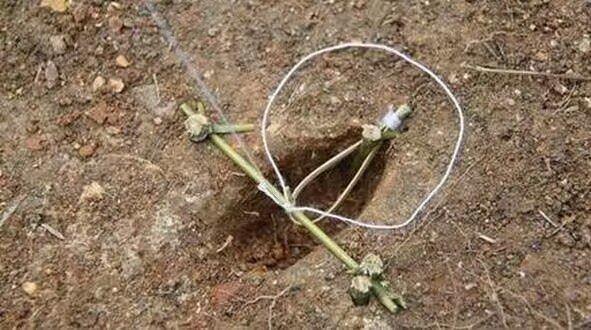 怎么下套套野鸡？