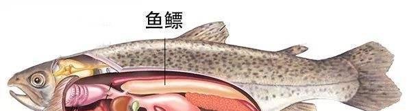 【动物分类志】辐鳍鱼纲 · 概述