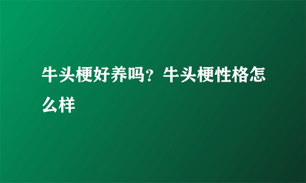 牛头梗好养吗？牛头梗性格怎么样