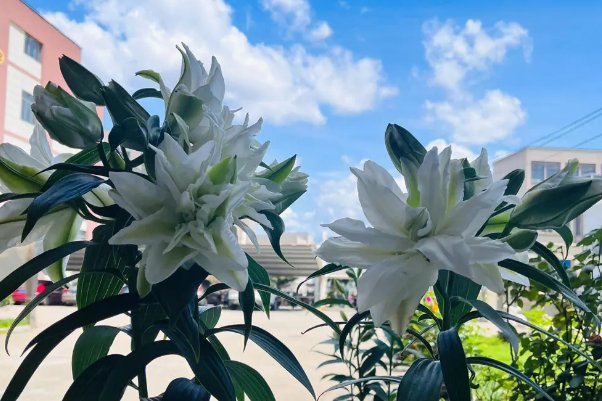 高考完送什么花合适