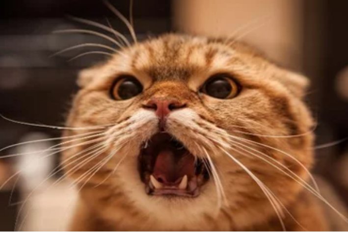 meow是什么意思英语