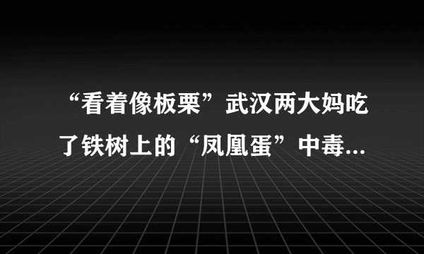 “看着像板栗”武汉两大妈吃了铁树上的“凤凰蛋”中毒，是什么原因？