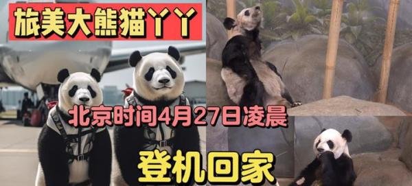 据联邦快递的巡警透露，旅居美国20年的大熊猫“丫丫”将专机回国