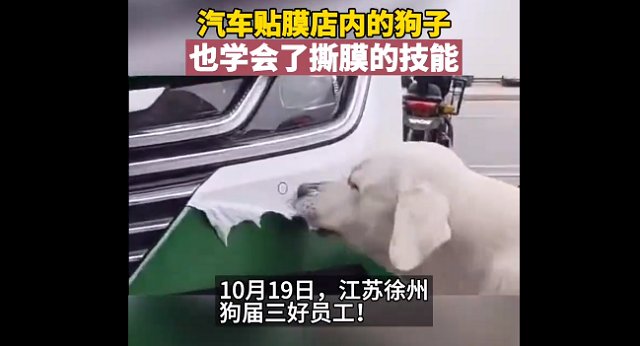 江苏一汽车贴膜店内狗子帮主人撕膜，会对车子造成伤害吗？