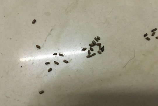 蟑螂卵是什么样的？