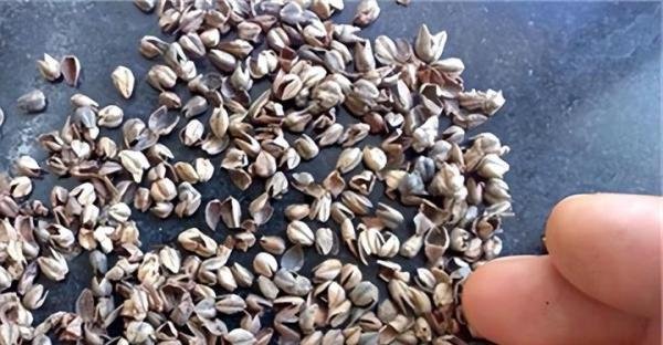 女子耳朵痛痒难耐拆开枕头全是虫子 网友:细思极恐