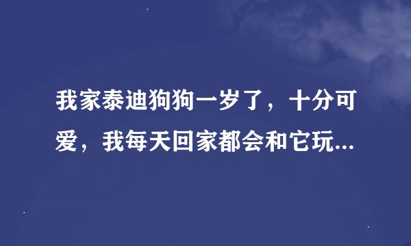 我家泰迪狗狗一岁了，十分可爱，我每天回家都会和它玩好长时间，经常抱着它，有时它还会在我脸上舔几下