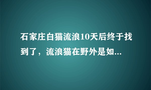石家庄白猫流浪10天后终于找到了，流浪猫在野外是如何生存的？