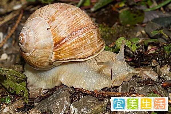 雨后蜗牛爬到水泥墙上做什么