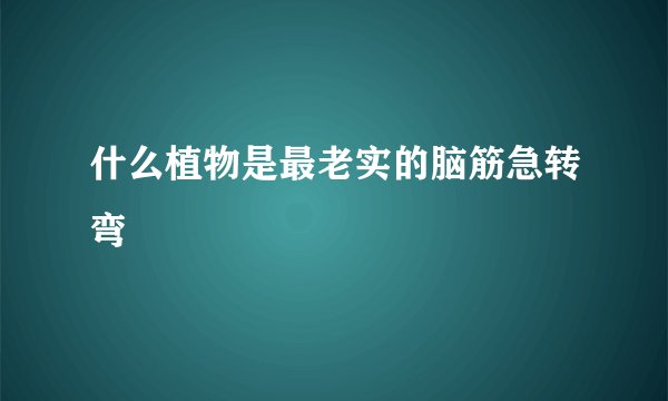 什么植物是最老实的脑筋急转弯