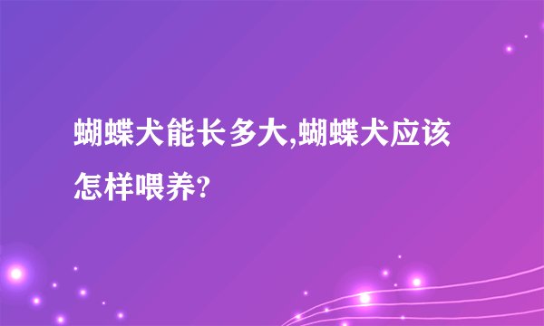 蝴蝶犬能长多大,蝴蝶犬应该怎样喂养?