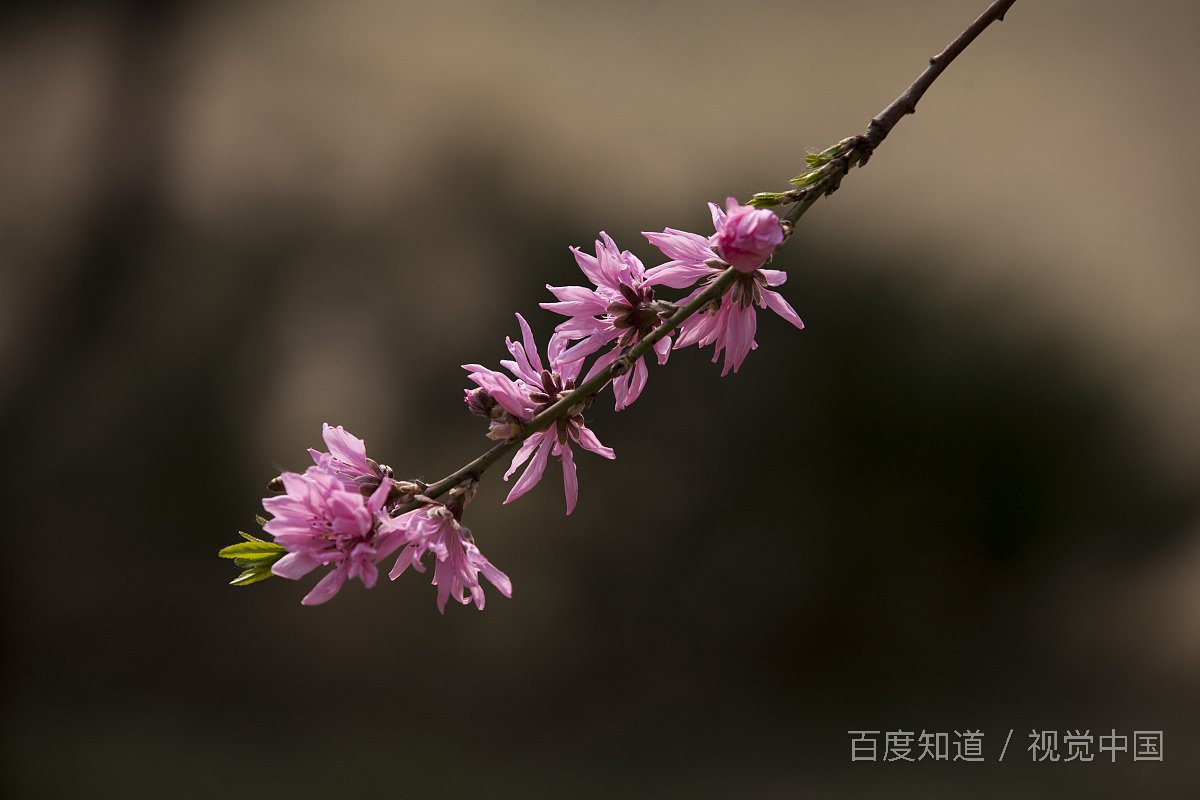 女孩子说开心就好不管那么多怎么回复？