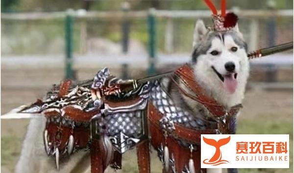 哈士奇、小黄鸡!这些剑网三门派梗为何经久不衰?老玩家道出玄机
