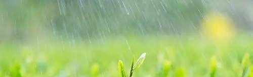 三月中自雨水后蚂蚁新村最新答案