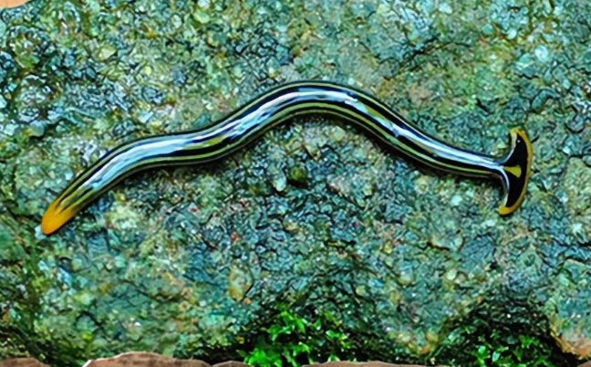哪些生物是永远不死的