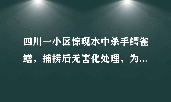 四川一小区惊现水中杀手鳄雀鳝，捕捞后无害化处理，为何不能吃掉