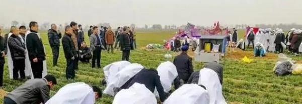山东一88岁老人去世，骨灰回家时，天空突然飞来一群仙鹤盘旋不去
