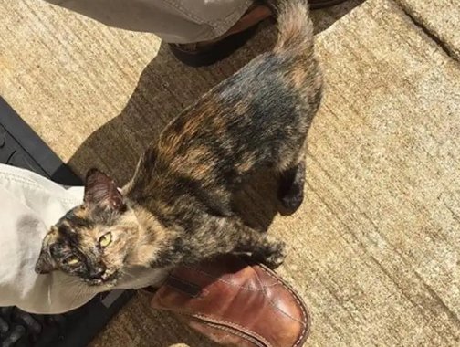 男子吹口哨,附近流浪猫秒集结,这究竟是怎么回事呢?