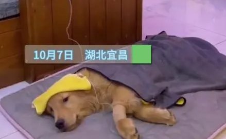 宜昌一金毛弟弟打吊针哥哥帮举药瓶,金毛的性格是怎样的?