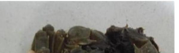 螃蟹圈的使用方法