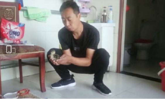 男子网购孔雀蛋却孵出鸭子，商家如何回应？