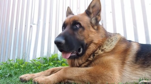 冈瑟四世牧羊犬多少钱一只
