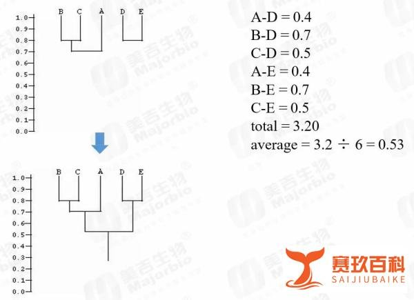 进化树(个人笔记)