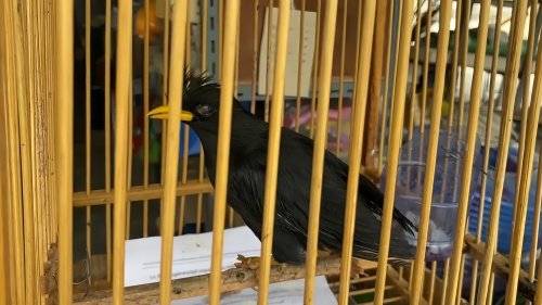 八哥鸟网购一只几元
