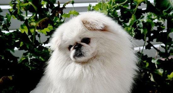 北京犬多少钱一只