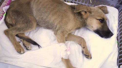 犬瘟热能治好的几率多少