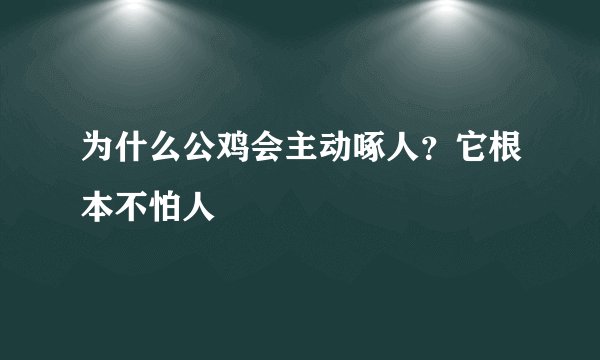 为什么公鸡会主动啄人？它根本不怕人
