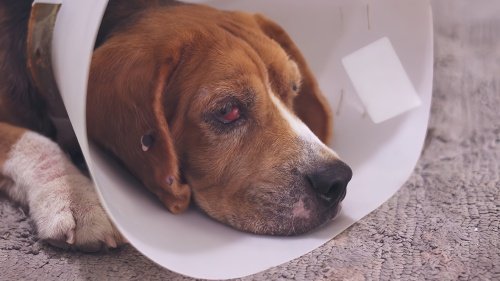 犬瘟热能治好的几率多少