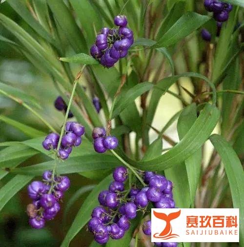 丁妈深点评 | 倩碧淡斑精华露，加了哪些黑科技？