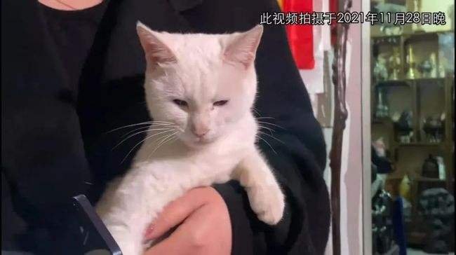 《当家主母》群演称猫被电死非毒死,事情的真相到底是什么?