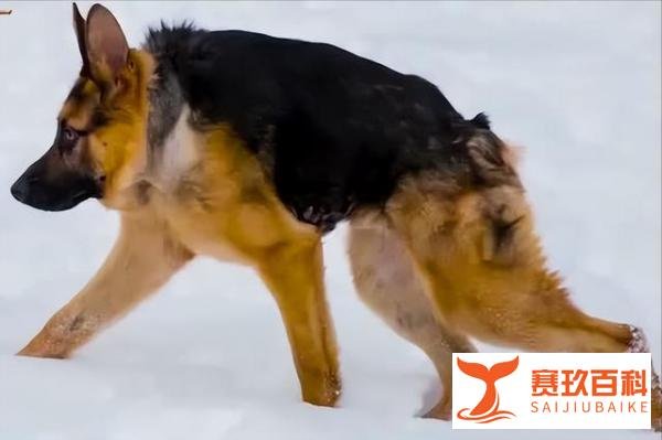 钟楼怪人——“卡西莫多犬”,浑身是病,养过的都后悔!